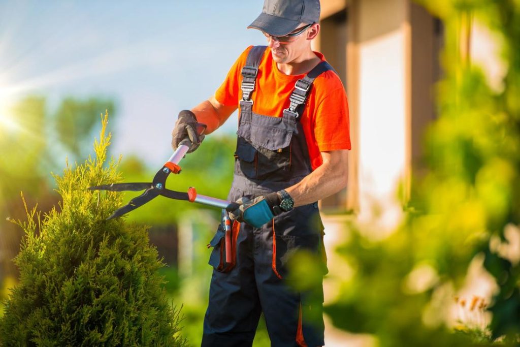 tree removal tarpon springs fl
