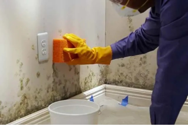 Mould Removal